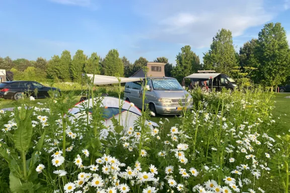 Weidevogels Kampeerplaats Camping t Weergors Veld Fazant