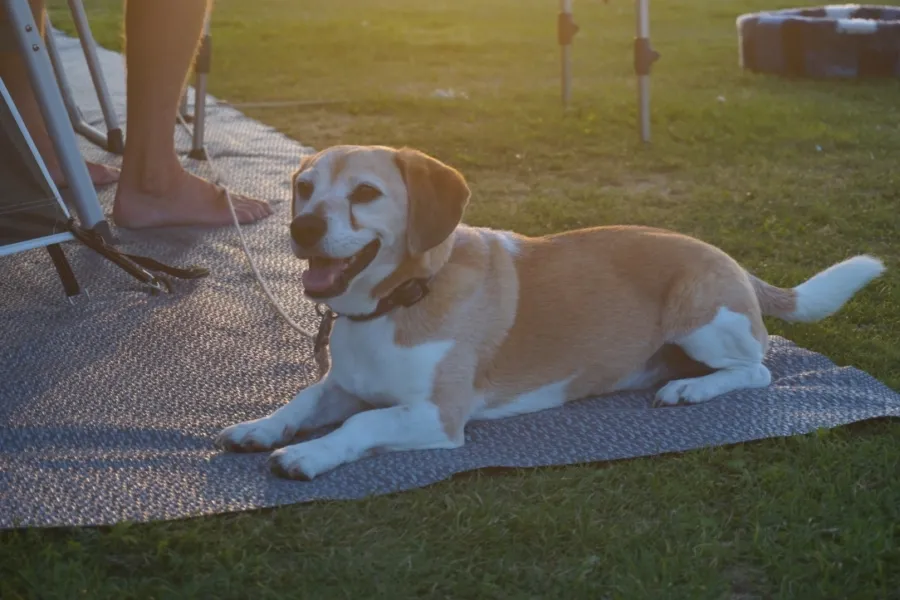 Kamperen met je hond op Camping 't Weergors