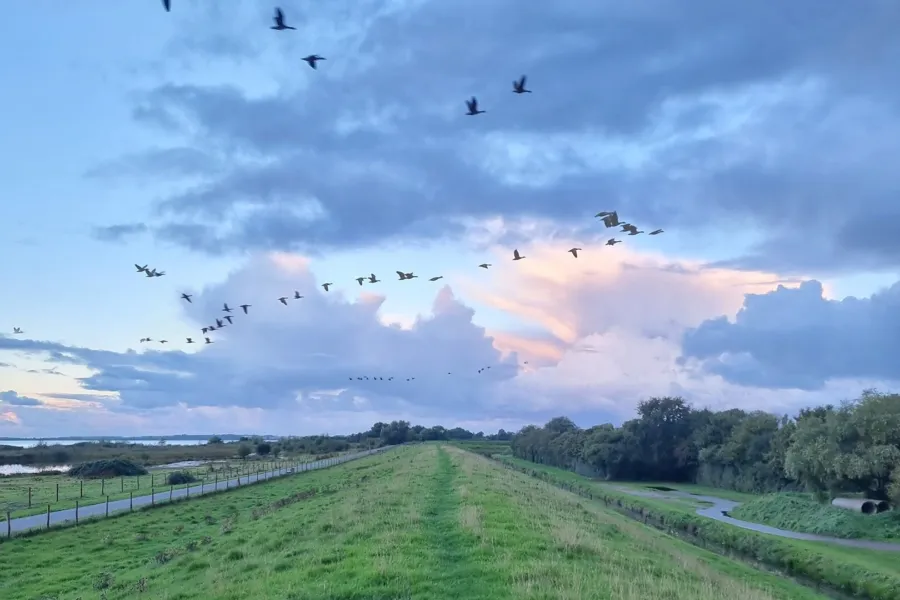 Web Zuiddijk Buiten Leven2