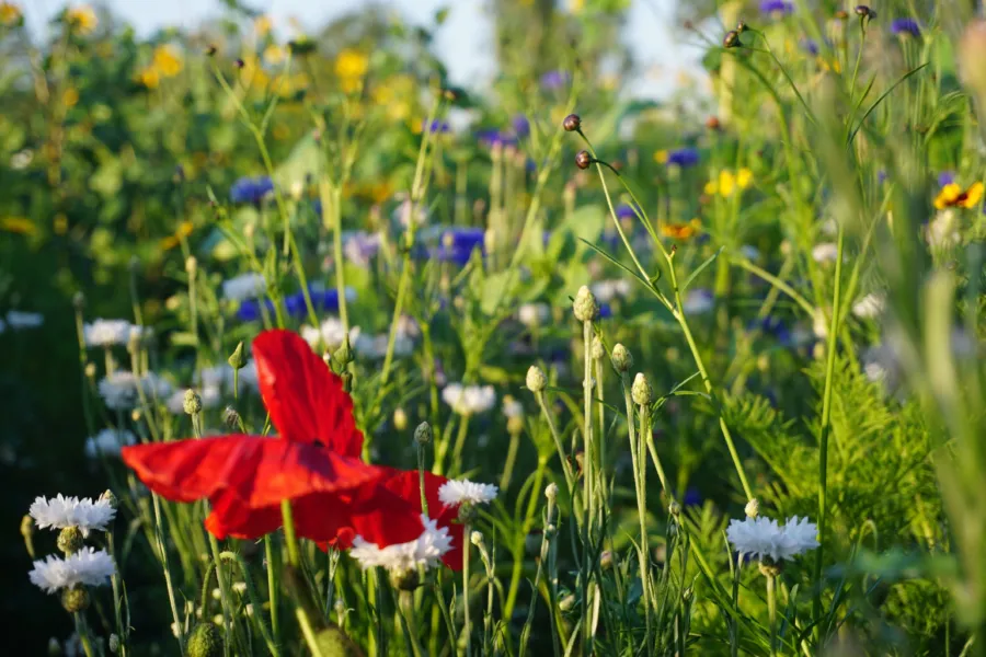 Bloemen Weergors Hellevoetsluis 2